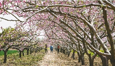 　郊外花海惹人醉。
