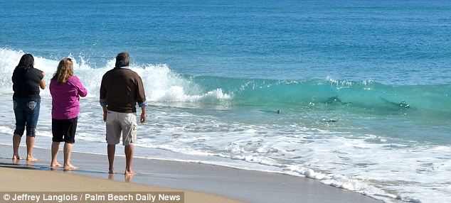 美海灘驚現(xiàn)萬(wàn)頭鯊魚