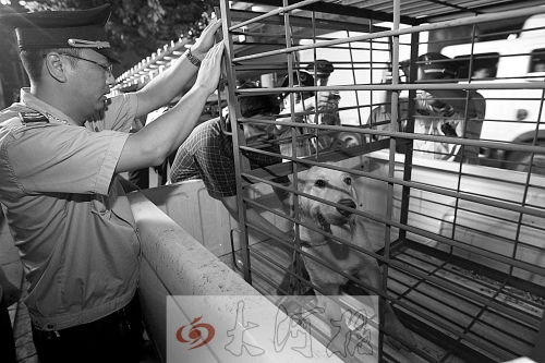 相關(guān)部門將加強(qiáng)管理，今年12月起烈性犬一律沒收。 （資料圖）