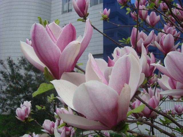 龍峪灣美景 龍峪灣美景