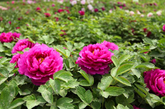 鄭州植物園內(nèi)萬(wàn)紫千紅 牡丹芍藥花爭(zhēng)奇斗艷