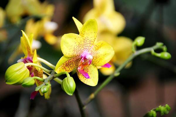 過年7天樂，老家河南春節(jié)享樂全攻略