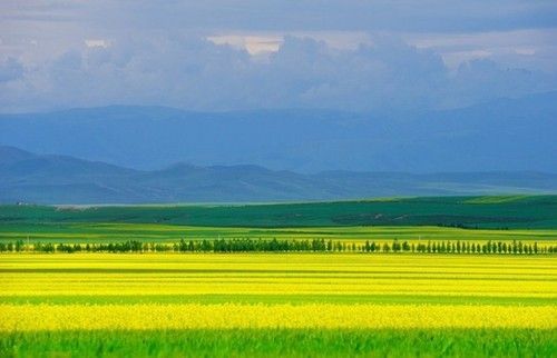 盤(pán)點(diǎn)全國(guó)13處絕美的油菜花觀賞地
