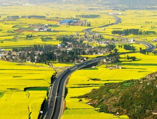 如何拍攝油菜花？達(dá)人教你7個(gè)拍攝技巧