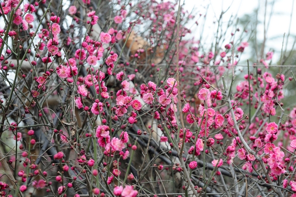 雙梅爭(zhēng)艷迎春來 綠博春游正當(dāng)時(shí)