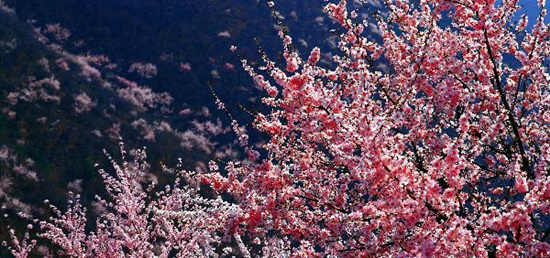 撿垃圾換玫瑰 女人節(jié) 愛在神農(nóng)山！