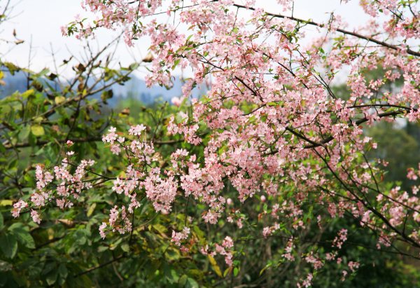 春享峨眉，樂游其中，且玩且珍惜