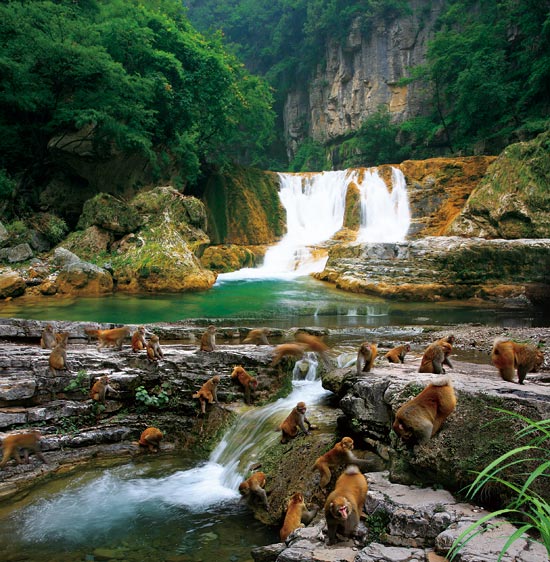 小長假游客扎堆蟒河、擠爆猴山