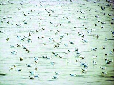 網(wǎng)友拍下壯觀一幕 萬千候鳥 "組團" 游長江(圖) 網(wǎng)友拍下壯觀一幕 萬千候鳥 "組團" 游長江(圖)