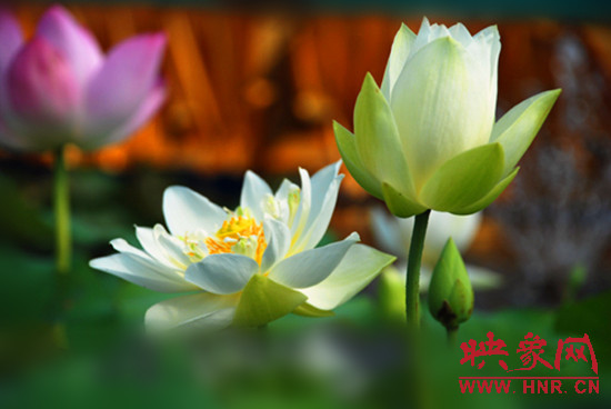 7月5日,第七屆淮陽荷花節(jié)將于7月8日正式拉開序幕。