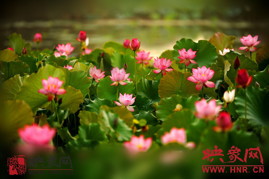 7月5日,第七屆淮陽荷花節(jié)將于7月8日正式拉開序幕。
