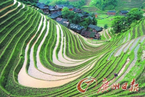 　　龍勝梯田錯落有致。