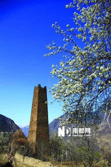 　　丹巴的碉樓與梨花互相輝映。