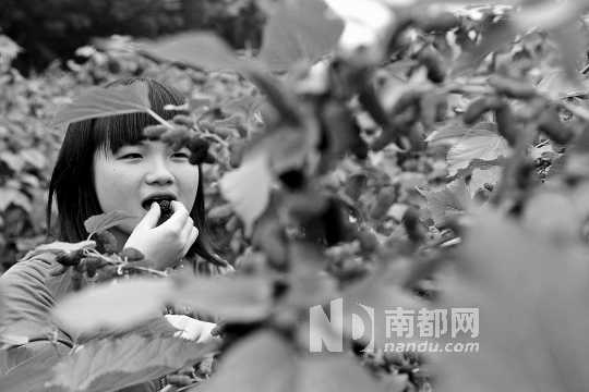 　　　　寶桑園桑葚已成熟,“五一”假期前都是吃桑葚的季節(jié)。南都記者 李向新 攝