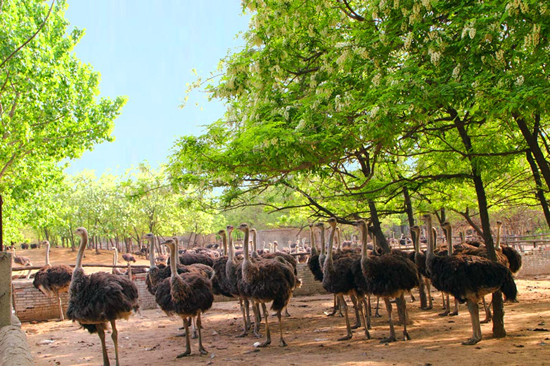 周末出游哪里去 亞洲最大鴕鳥(niǎo)養(yǎng)殖基地別錯(cuò)過(guò)