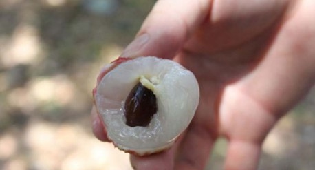 　　這就是傳說中的瓤肉瑩白如冰雪,漿液甘酸如醴酪。大家一下就摘了半筐。