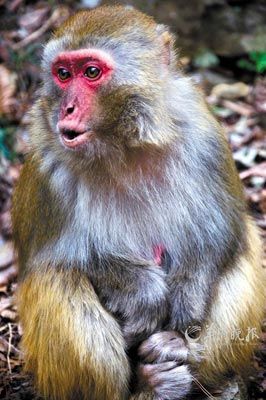 　　金鞭溪四周也是野猴的聚集地。