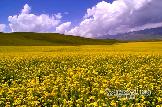 　　青海門源的油菜花景色甚為壯觀,十足的西部風(fēng)味。(圖片來源:CFP)