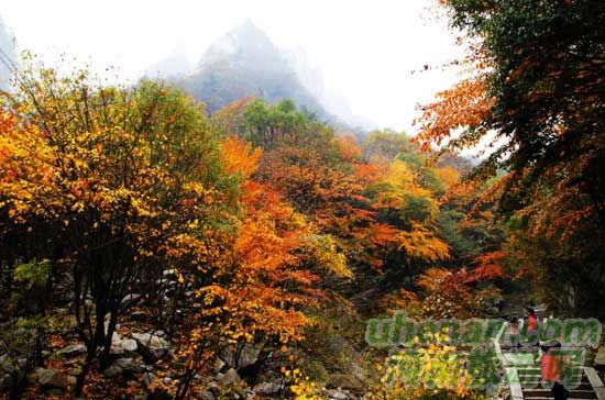 深秋去堯山賞紅葉、泡溫泉、拜大佛