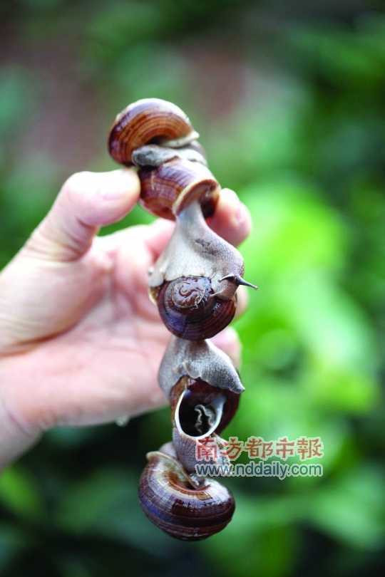 廣西的野生蝸牛追求原汁原味，做法也非常精簡。