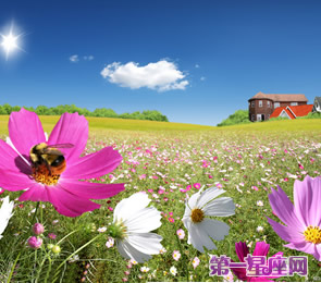 十二星座代表什么花？