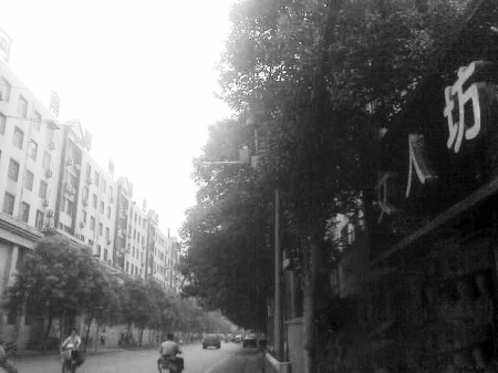 　　樹木枝繁葉茂，幾乎完全擋住紅綠燈 網(wǎng)友供圖