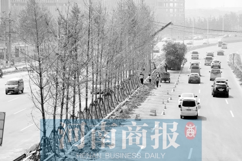 　西三環(huán)化工路，工人正在車道中間種植銀杏樹