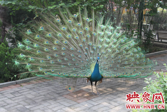 游客們來到動(dòng)物園可以近距離觀賞孔雀開屏。