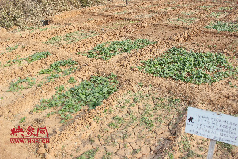 開心農(nóng)場(chǎng)哦，你可以再這兒包地，無毒無公害綠色產(chǎn)品