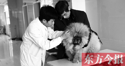 在一家大型寵物醫(yī)院里，生病的狗狗正在接受治療