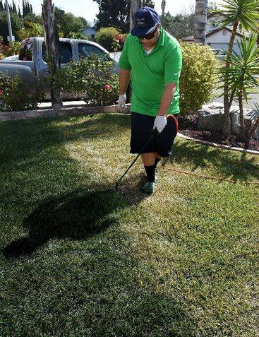 加州一市民正在為草地翻新“整容”。