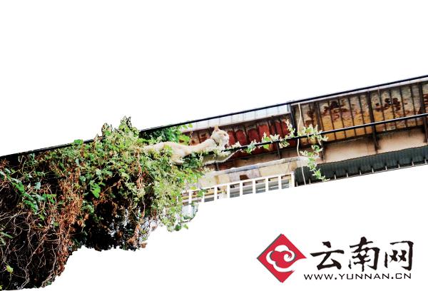 小貓下樹，但小貓就是不下來，反而爬到了一根緊貼著樹的電線上。