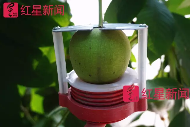 文玩核桃遇冷由幾萬一對降到5元沒人要？商戶否認(rèn)