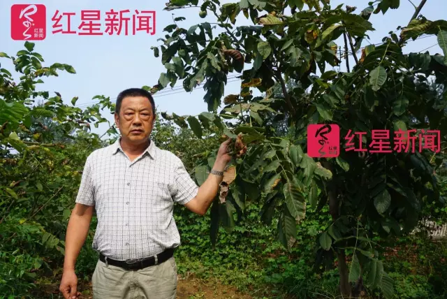 文玩核桃遇冷由幾萬一對降到5元沒人要？商戶否認(rèn)