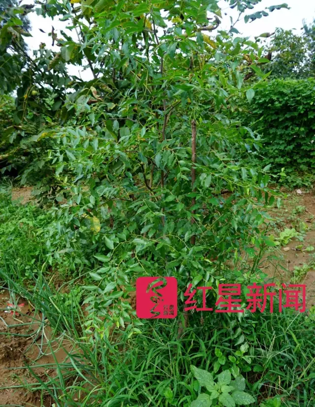 文玩核桃遇冷由幾萬一對降到5元沒人要？商戶否認(rèn)