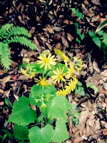 不僅有樹(shù)，還有美麗的小花花！