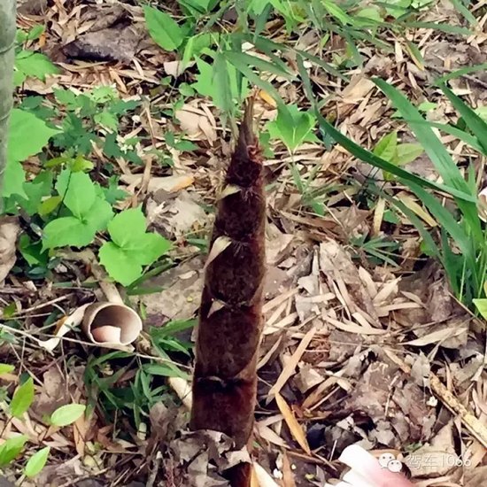 咦~這是什么？能吃嗎？