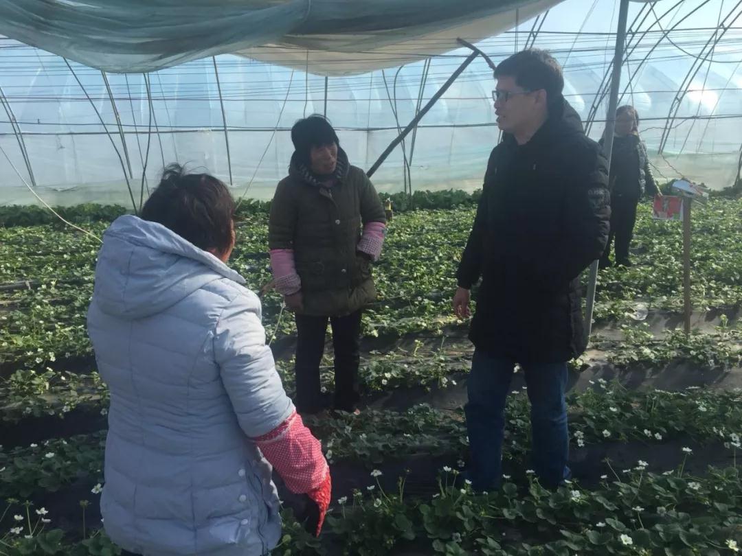 草莓專(zhuān)家周厚成博士為農(nóng)戶(hù)指導(dǎo)