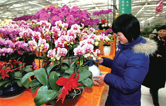 春節(jié)即將來臨，蝴蝶蘭依舊是節(jié)日花卉市場上最吸引眼球的品種，但銷量沒有去年同期好