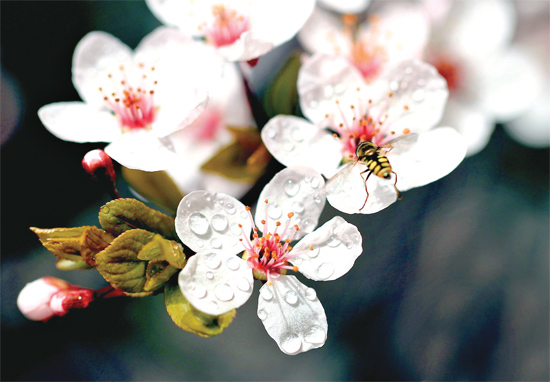 山杏報(bào)春，蜜蜂出動(dòng)