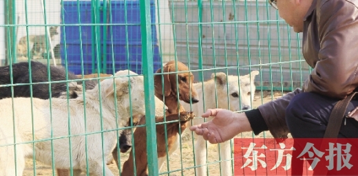 犬類收容站也有一些像臘腸這樣的品種犬
