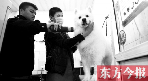 昨天，鄭州城管首次進寵物店清查無證犬只