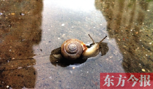 堵車俺不怕，就怕發(fā)大水，這不，一大早蹚水過街，現在已經是下午了，俺還在馬路中間呢