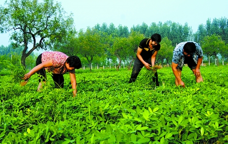 7月16日，內黃縣后河鎮(zhèn)余莊村村民在花生地里除草。