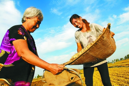 8月24日，內(nèi)黃縣城關(guān)鎮(zhèn)農(nóng)民在收獲早熟花生。