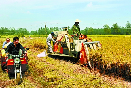 8月25日，農機手在固始縣泉河鄉(xiāng)王樓村稻田里開始機收水稻。