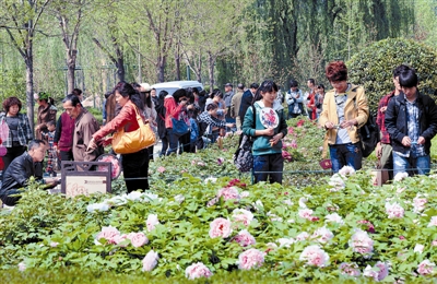  清明小長假期間，隋唐城遺址植物園內(nèi)游人如織