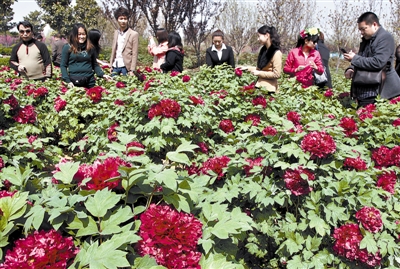 　 5日，國際牡丹園開園迎賓，連日來，慕名而來賞花踏青的游客絡(luò)繹不絕