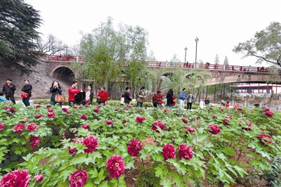 在王城公園橋北新開辟的甘棠洲牡丹觀賞區(qū)內(nèi)，霓虹煥彩、晨紅等品種牡丹盛開，給來自海內(nèi)外的賞花游客帶來驚