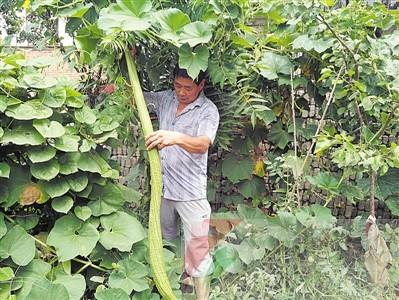 平頂山村民種出“霸王絲瓜” 長達(dá)1.6米